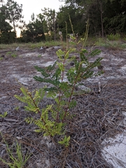Amorpha herbacea herbacea