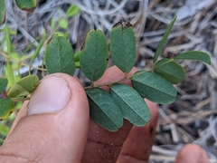 Amorpha herbacea herbacea
