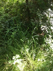 Bromus laevipes
