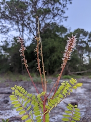 Amorpha herbacea herbacea