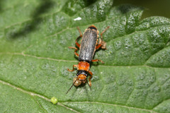 Cantharis lateralis