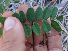 Amorpha herbacea herbacea