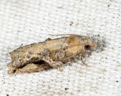 Proteoteras crescentana