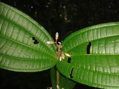 Miconia allenii