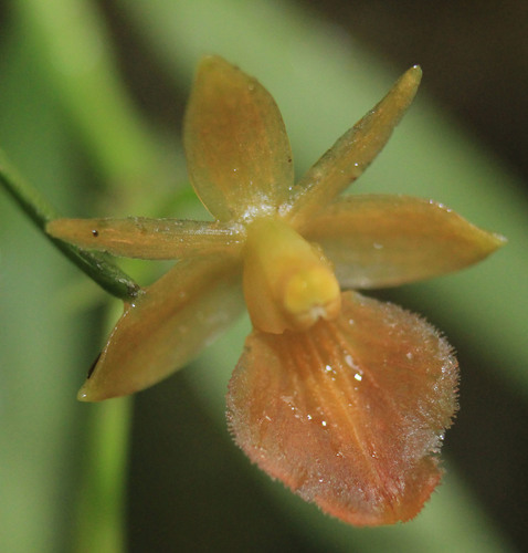 Epidendrum caesaris Hágsater & E.Santiago