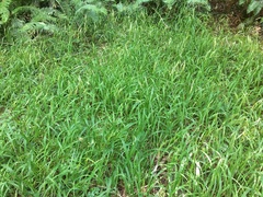 Bromus laevipes