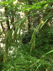 Bromus laevipes