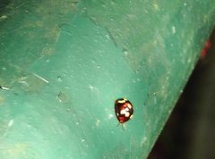 Derispia maculipennis