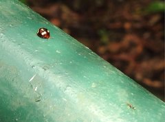 Derispia maculipennis