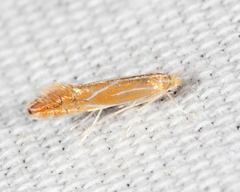 Phyllonorycter basistrigella