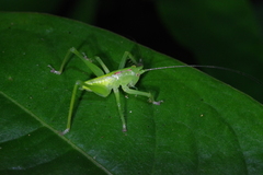 Hexacentrus unicolor