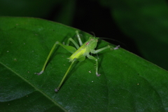 Hexacentrus unicolor