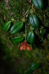 Bulbophyllum albociliatum