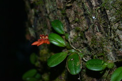 Bulbophyllum albociliatum