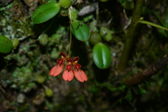 Bulbophyllum albociliatum