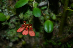 Bulbophyllum albociliatum