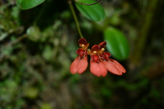 Bulbophyllum albociliatum