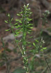 Noccaea goesingensis
