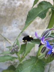 Bombus caliginosus