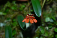 Bulbophyllum albociliatum