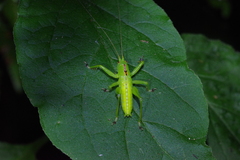 Hexacentrus unicolor