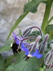 Bombus caliginosus