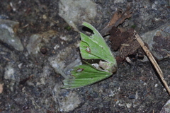 Comibaena procumbaria