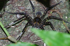 Dolomedes orion