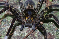 Dolomedes orion