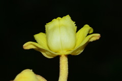Galeola lindleyana