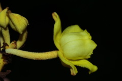 Galeola lindleyana