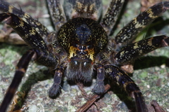 Dolomedes orion
