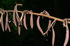 Galeola lindleyana