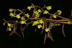 Galeola lindleyana
