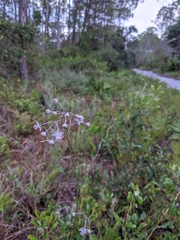 Asclepias cinerea