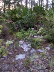 Asclepias cinerea
