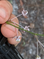 Asclepias cinerea