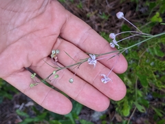 Asclepias cinerea