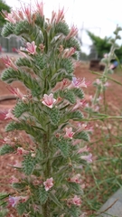Echium glomeratum
