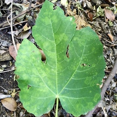 Fig mosaic emaravirus