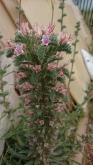 Echium glomeratum