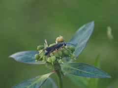 Chalybion japonicum