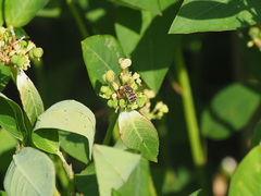 Eristalinus arvorum
