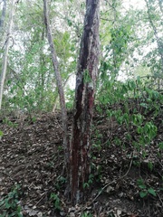 Calycophyllum candidissimum