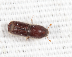 Ips grandicollis