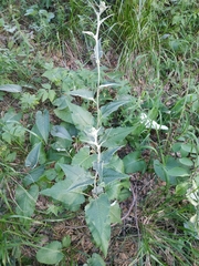 Saussurea controversa
