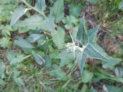 Saussurea controversa