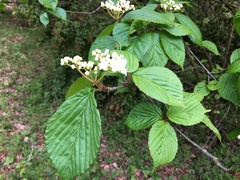 Viburnum