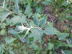 Saussurea controversa