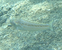Trachinus draco